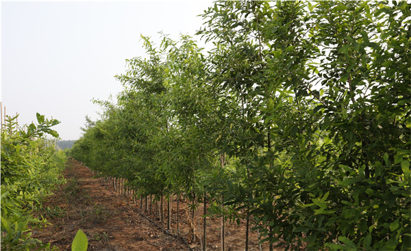 1613693234959370.jpg 02.jpg